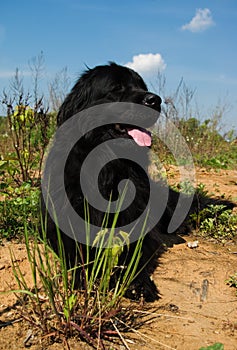 Newfoundland dog