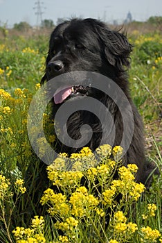 Newfoundland dog