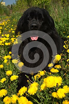 Newfoundland dog