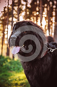 Newfoundland Dog