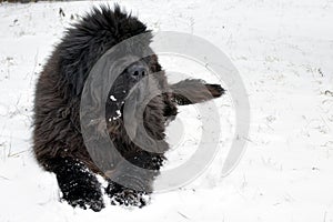 Newfoundland dog