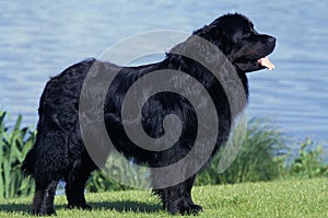 NEWFOUNDLAND DOG, ADULT STANDING ON GRASS NEAR LAKE