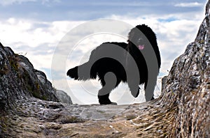 Newfoundland dog
