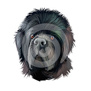 Newfoundland dog with big muzzle watercolor portrait, poster with text. Digital art of purebred canine origitated from Canada and