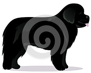 Newfoundland dog black