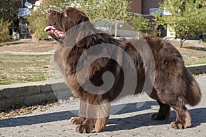 Newfoundland dog photo