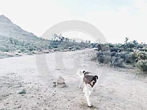 Newfoundland dog in the desert