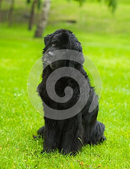 Newfoundland dog in front