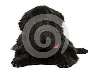 Newfoundland dog, in front of white background
