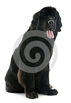 Newfoundland dog