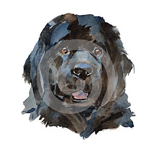 The newfoundland dog portrait photo