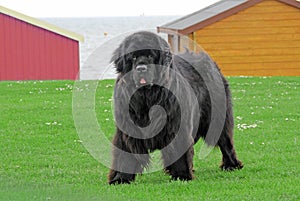 Newfoundland dog