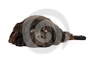 Newfoundland Dog Laying down and Isolated on White