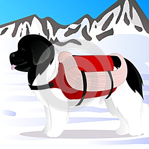 Newfoundland dog lifesaver in mountains