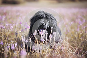 Newfoundland dog in  lovely flowers