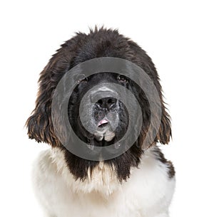 Newfoundland dog, 7 months old, in front of white background