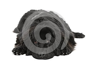 Newfoundland dog, 10 months old, in front of white background