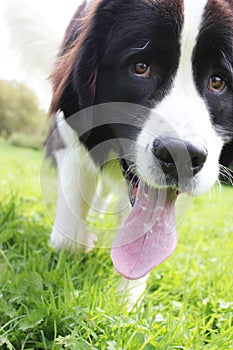 Newfoundland dog portrait close up face