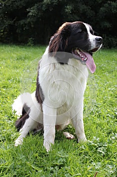 Newfoundland dog portrait sat on field