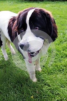 Newfoundland dog portrait standing on grass