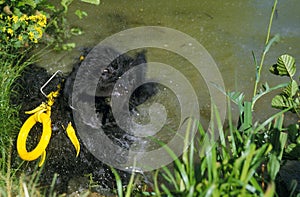 Newfoundland Dog, Rescue Dog emerging from Lake