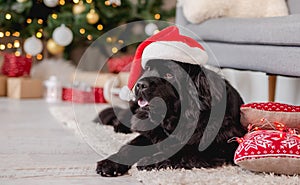 Newfoundland dog in santa hat at home