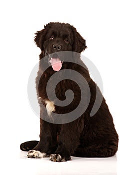 Newfoundland dog sat on white background