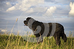 Newfoundland dog staring at horizont