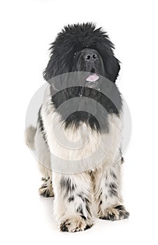 Newfoundland dog in studio