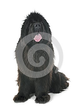 Newfoundland dog in studio