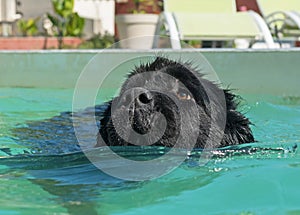 Newfoundland dog in swimming pool
