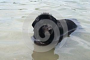 Newfoundland dog in water