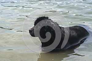 Newfoundland dog in water