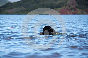 Newfoundland dog water work training