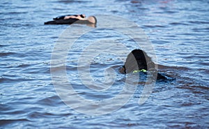 Newfoundland dog water work training