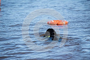 Newfoundland dog water work training