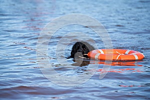 Newfoundland dog water work training