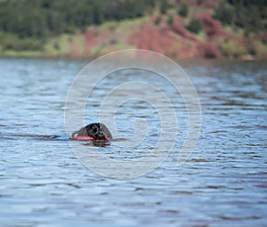 Newfoundland dog water work training