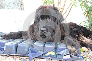 Newfoundland Dogs