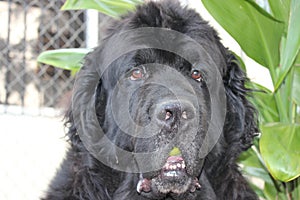 Newfoundland Dogs eating mango