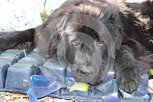 Newfoundland Dogs eating mango