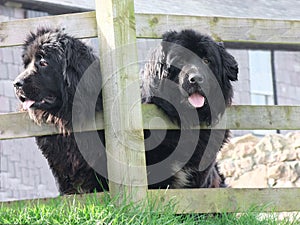 Black newfoundland dogs looking through wooden fence in Ireland