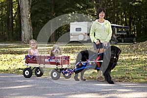 Newfoundland Draft Dog Giving A Wagon Ride.