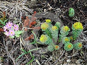 Newfoundland Herb Robert and Stonecrop 2016