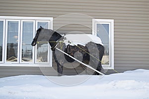 Newfoundland Iron Horse