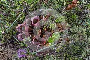 Newfoundland pitcher plant in bog