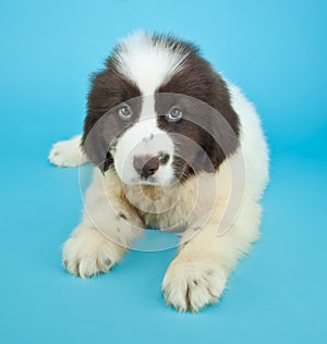 Newfoundland Puppy