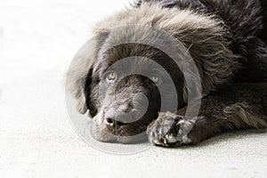 Newfoundland puppy laying down