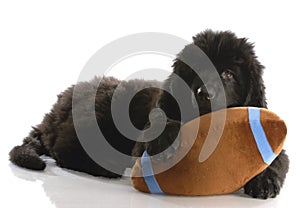 Newfoundland puppy with stuffed toy