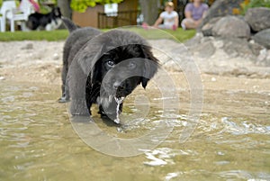 Newfoundland puppy takes a drink photo